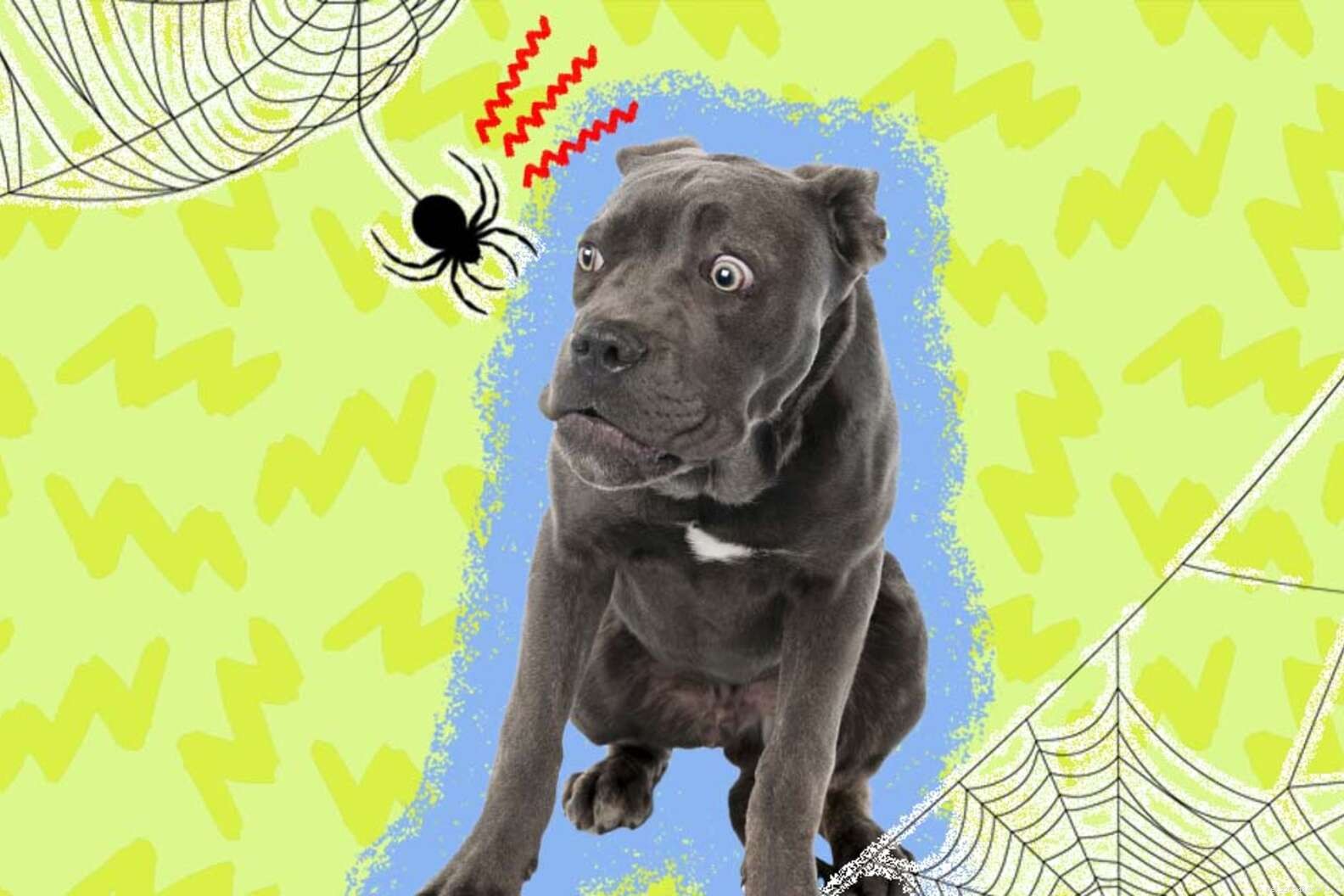 Что делать, если вы обнаружили укус паука на своей собаке