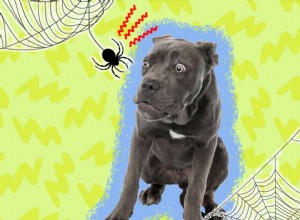 Zde je to, co dělat, když svého psa kousnete pavoukem