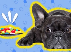 강아지를 위한 불안 치료제가 효과가 있습니까?