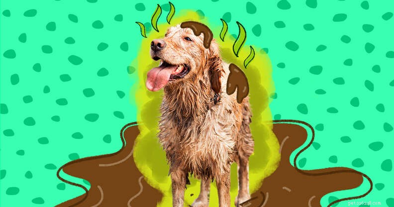 Com que frequência devo dar banho no meu cachorro?