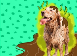 Jak často bych měl koupat svého psa?