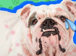 Вот что нужно знать о пиодермии у собак, по словам ветеринара