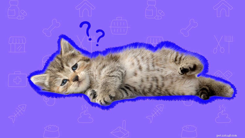 Tout ce que vous devez savoir sur le syndrome du chaton décoloré