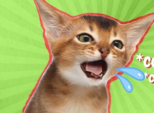 고양이가 기침을 하는 이유는 무엇입니까?