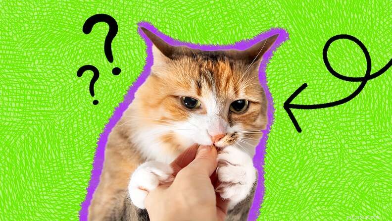 15 fatti sui gatti che potresti non sapere già