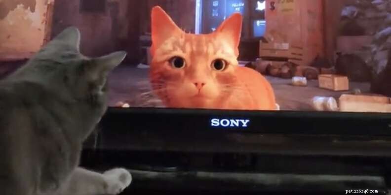 Настоящие коты не могут перестать смотреть эту видеоигру