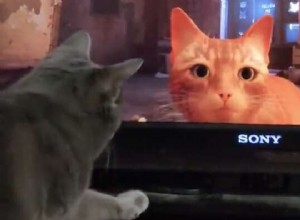 Echte katten kunnen niet stoppen met kijken naar deze videogame