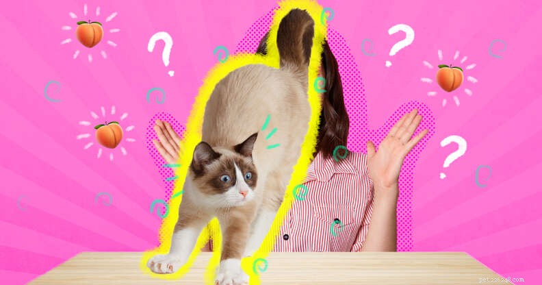 Varför sätter katter rumpan i ditt ansikte?