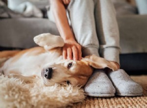 95% van de ouders van huisdieren vertrouwt op hun BFF s voor stressverlichting, zegt een nieuwe enquête