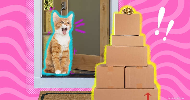 Det här är de absolut bästa Prime Day-erbjudandena för katter