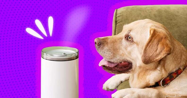 ペットに最適な犬小屋の咳の治療法は何ですか？ 