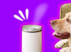 Qual ​​è il miglior trattamento per la tosse da canile per animali domestici?
