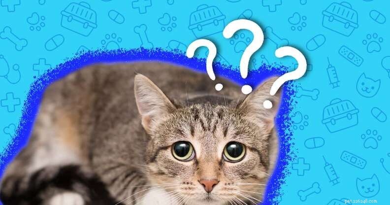 Могут ли кошки заразиться парвовирусом? Вот что говорит эксперт