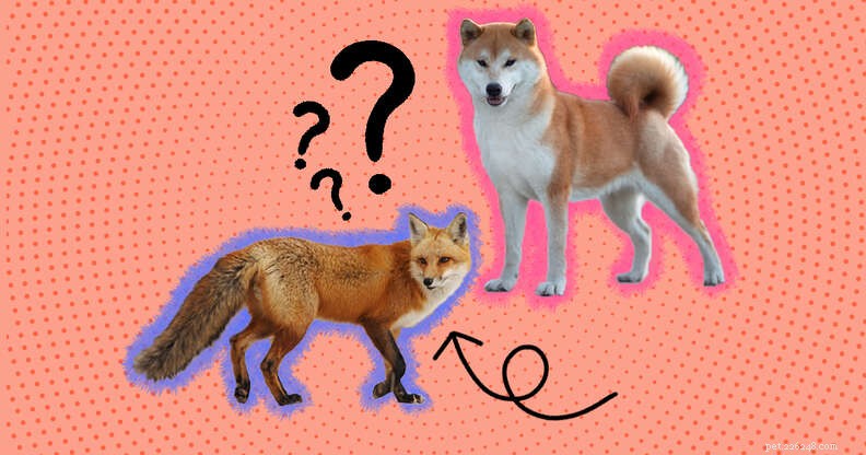 As raposas e os cães são mais parecidos do que pensamos?