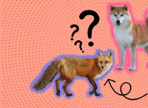여우와 개는 우리가 생각하는 것보다 더 유사합니까?