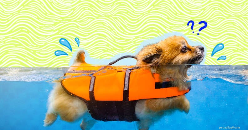 모든 개가 수영할 수 있습니까?