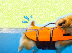 모든 개가 수영할 수 있습니까?