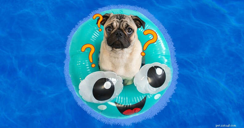 Por que alguns cães amam água e nadar mais do que outros?