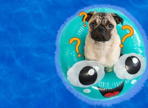 なぜ一部の犬は他の犬よりも水と水泳を愛しているのですか？ 