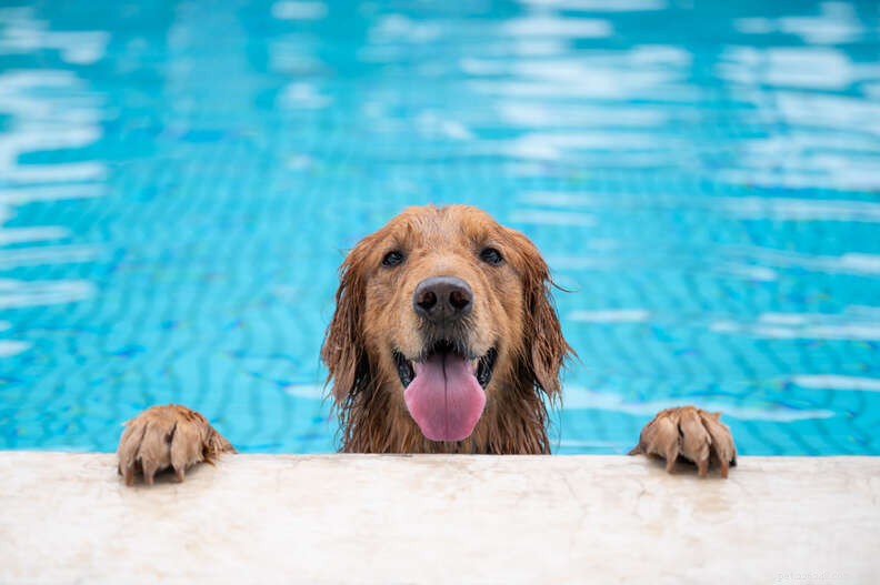Varför älskar vissa hundar vatten och simning mer än andra?