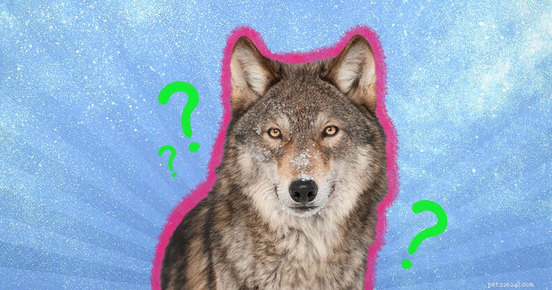 おそらく聞いたことのない9つの非常に興味深いオオカミの事実 