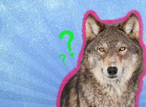 9 faits super intéressants sur les loups dont vous n avez probablement jamais entendu parler