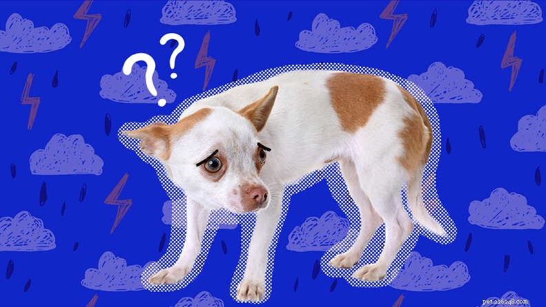Waarom zijn honden bang voor onweer?