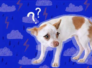Почему собаки боятся грома?