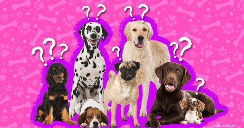 Aqui estão 10 fatos interessantes sobre cães para que você possa aprender mais sobre seu melhor amigo