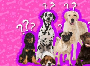 Zde je 10 zajímavých faktů o psech, takže se můžete dozvědět více o svém BFF