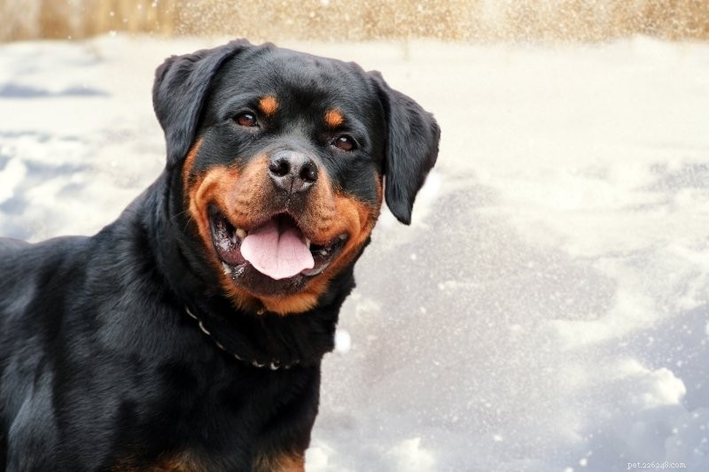 10 orange och svarta hundar som du kommer att älska! (med bilder)