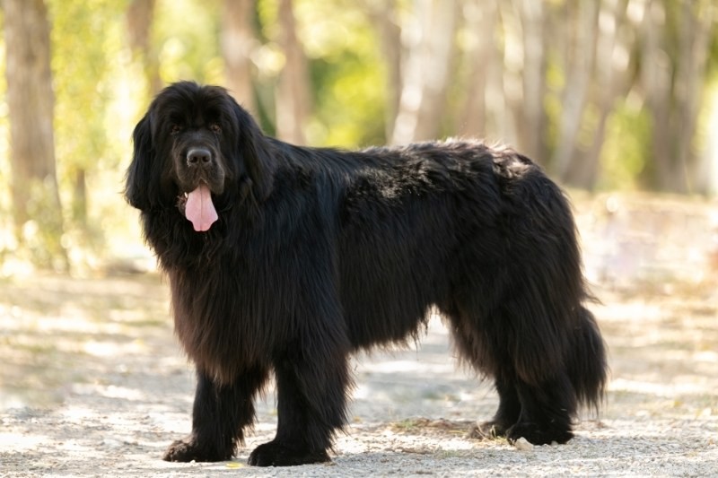 21 bellissime razze di cani neri (con foto!)