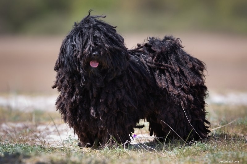 21 belas raças de cães pretos (com fotos!)