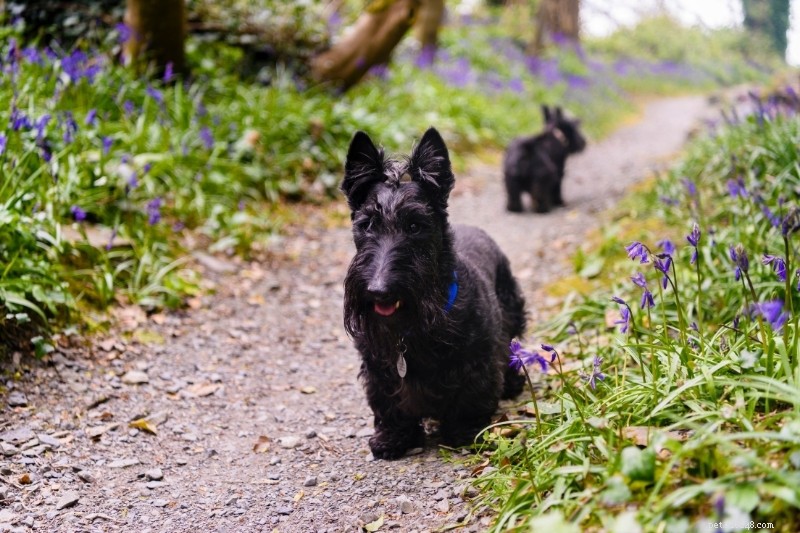 21 prachtige zwarte hondenrassen (met foto s!)