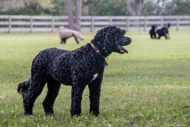 21 bellissime razze di cani neri (con foto!)