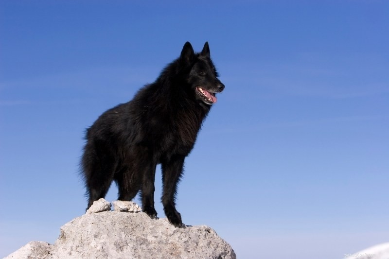 21の美しい黒犬の品種（写真付き！） 