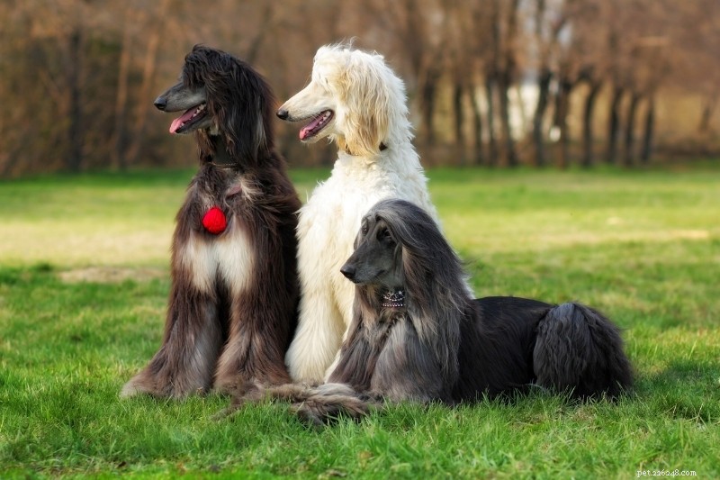 21 belles races de chiens noirs (avec photos !)
