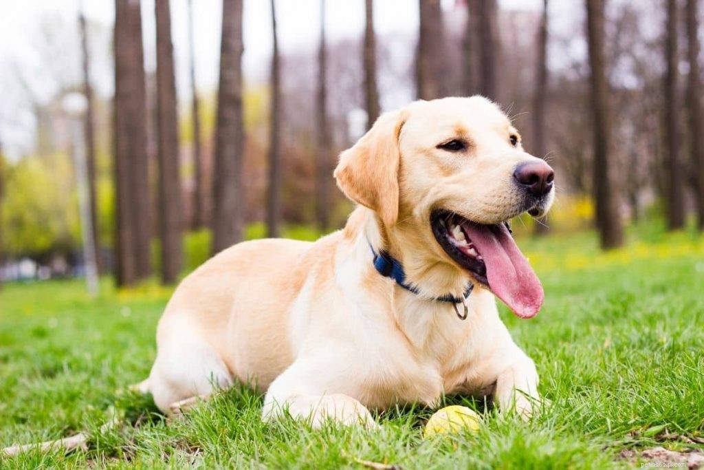 10 prachtige beigekleurige honden