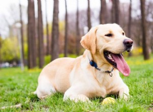 10 vackra beigefärgade hundar