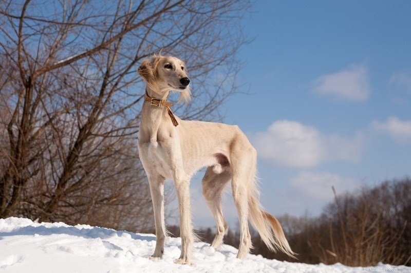 10匹の美しいベージュ色の犬 