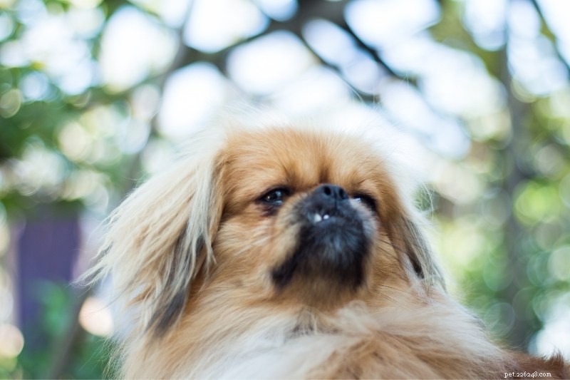 10匹の美しいベージュ色の犬 