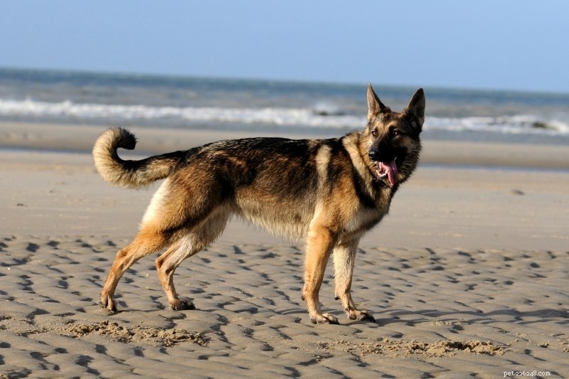 20 geweldige sable hondenrassen (met foto s!)