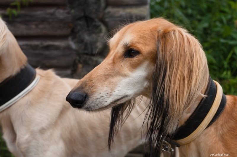 20 incroyables races de chiens de zibeline (avec photos !)