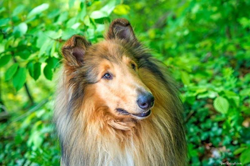 20の驚くべきクロテン犬の品種（写真付き！） 