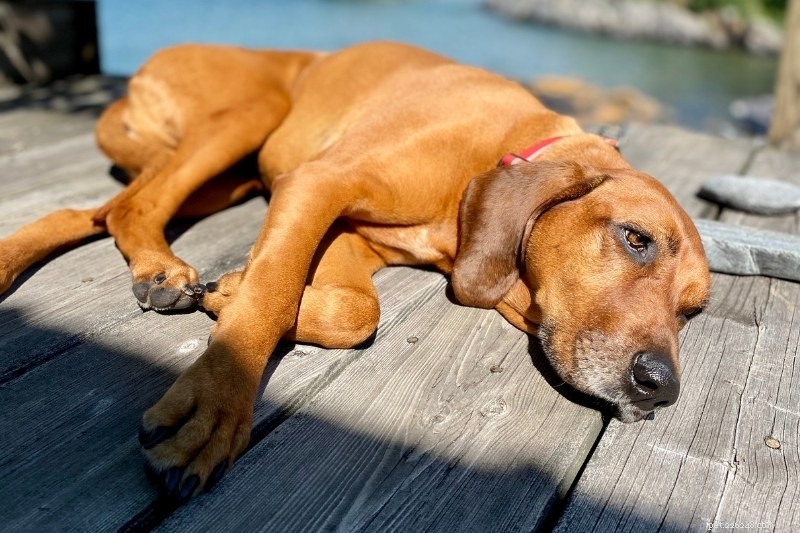 De verschillende soorten Coonhounds (met foto s!)