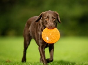 15 races de chiens bruns (avec photos !)