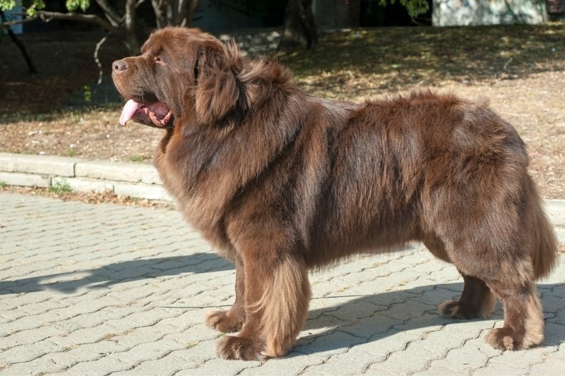 15 raças de cães marrons (com fotos!)