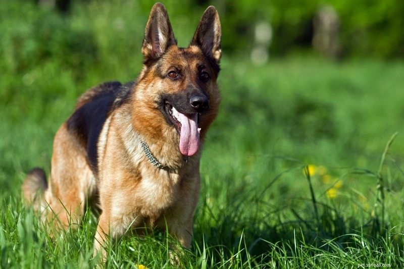 15 races de chiens bruns (avec photos !)