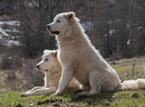 5 hundar som ser ut som Stora Pyrenéerna