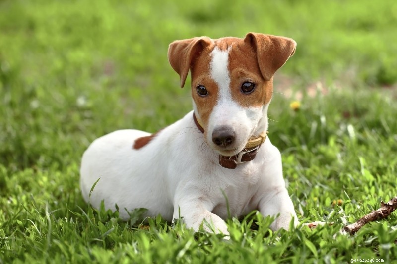 15 raças de cães marrons e brancos (com fotos!)